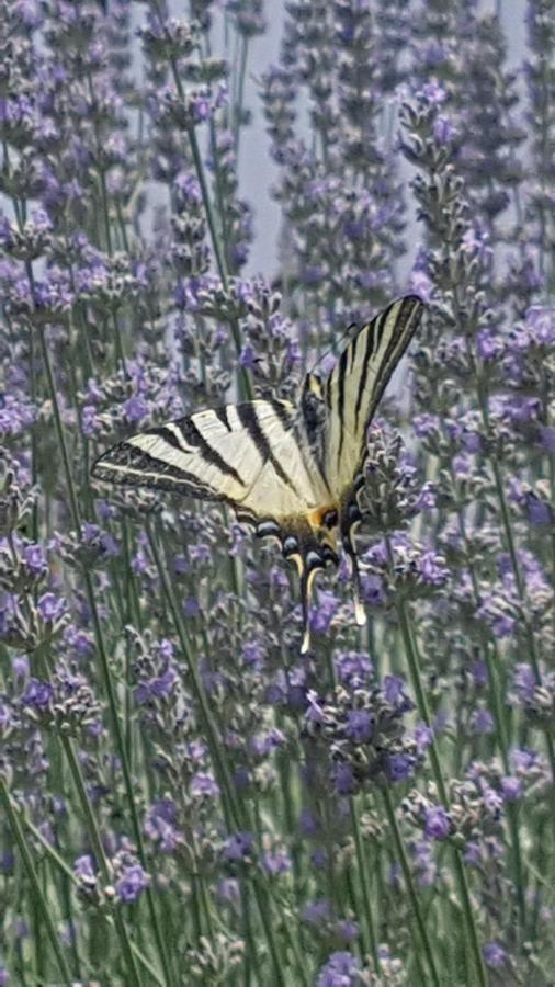 Apartment Lavanda Garden Rab Town Kültér fotó